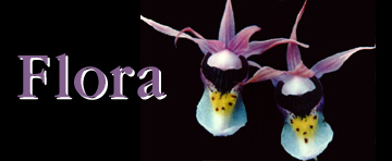 Tom Buchkoe Photography - Flora & Wildflowers