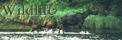 Tom Buchkoe Photography - Wildlife Photography